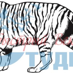 Тигр 47