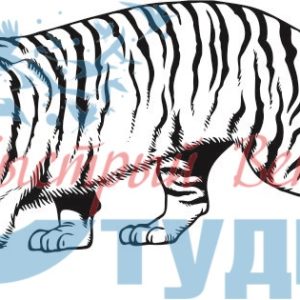 Тигр 49