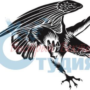 Орлы 42