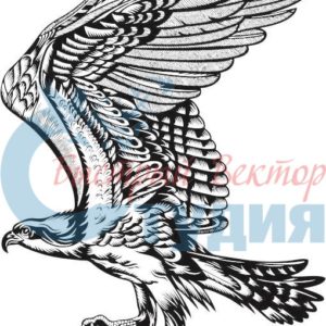 Орлы 45