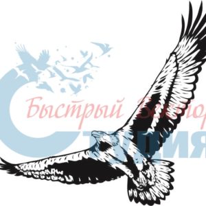 Орлы 55